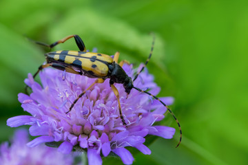 A beautiful beetle ( spotted longhorn ) is sitting on a blossom.
