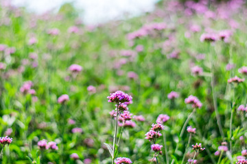 Obraz premium Violet verbena flowers