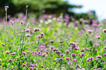 Obraz na płótnie Canvas Violet verbena flowers