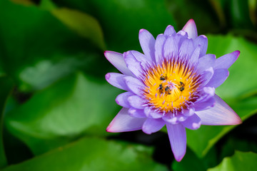 Lotus flower in the basin