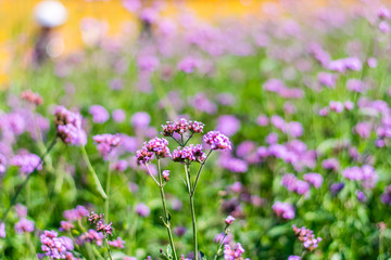 Violet verbena flowers
