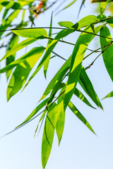Green bamboo leaves nature background