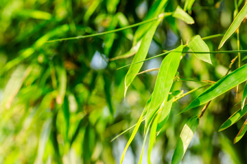 Green bamboo leaves nature background