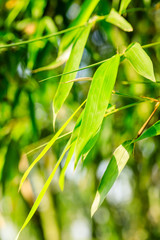 Green bamboo leaves nature background