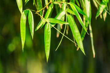 Green bamboo leaves nature background