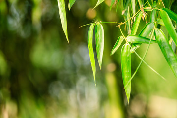 Green bamboo leaves nature background