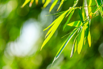 Green bamboo leaves nature background