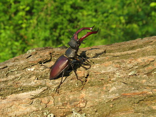 Male stag beetle sitting on the trunk of an oak tree.