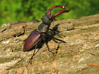 Male stag beetle sitting on the trunk of an oak tree.