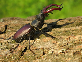Male stag beetle sitting on the trunk of an oak tree.