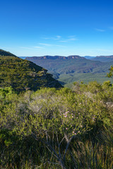 Fototapeta na wymiar hiking the grand clifftop walk, blue mountains, australia 10
