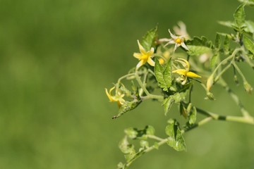Blühende Tomatenpflanze mit grünem Bokeh
