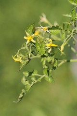 Tomatenpflanze mit gelben Blüten