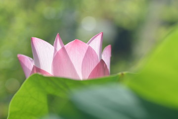 Obraz premium macro and closeup of pink blooming lotus flower 
