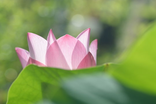macro and closeup of pink blooming lotus flower 