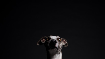 portrait of a dog