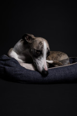 cute dog lying in bed