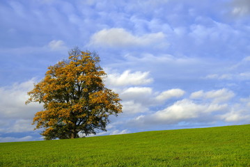 Fototapeta na wymiar Alter Baum, Eiche auf Wiese im Herbst