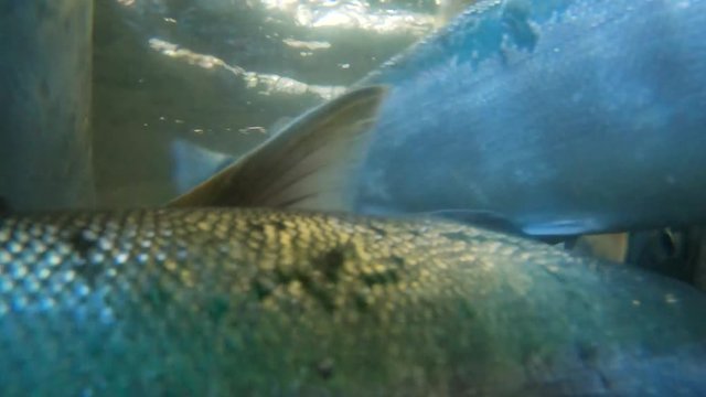Underwater and close up view  of Sockeye (Red) Salmon swimming upstream towards Bear Lake near Seward Alaska