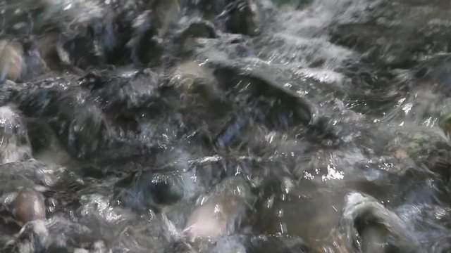 Above water view of a school of Sockeye (Red) Salmon swimming in turbulent water to go upstream to spawn at Bear Lake near Seward, Alaska