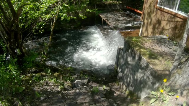 Wide angle view of Sockeye (Red) Salmon jumping up the waterfall of the fish weir at Bear Creek near Seward Alaska; some fish fail to make up the weir and slide back downstream