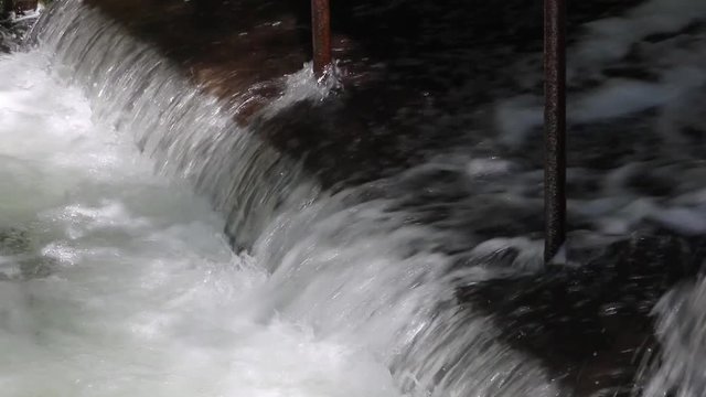 Closeup of Sockeye (Red) Salmon jumping up the fish ladder or waterfall of the weir at Bear Creek in Alaska to spawn further upstream; fish weir helps to manage salmon population in Cook Inlet region