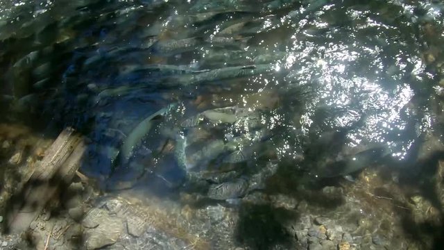 Above water view of a large shoal of Sockeye (Red) Salmon in dappled light swimming upstream a creek to spawn at Bear Lake near Seward, Alaska