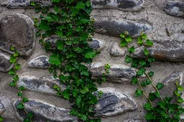 Stone wall with ivy plant