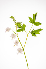 dicentra flower on the white background