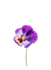 pansy flower on the white background