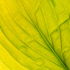 green leaf isolated on teh white