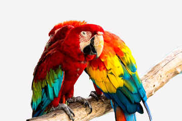 Obraz premium Red and Blue macaw isolated