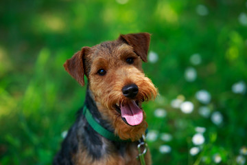 Welsh terrier dog breed