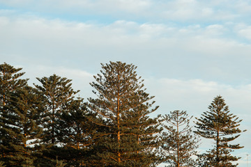 Pine trees with sky as a background.