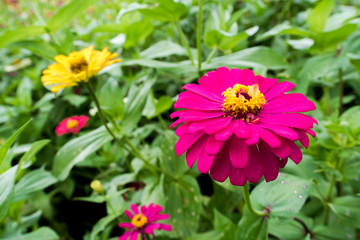 Obraz premium Amazing beautiful colorful flowers background