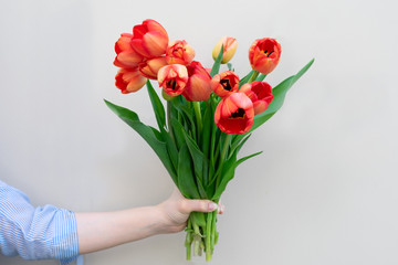 A lovely bouquet of red tulips as a gift holding by young woman, dating, wedding day