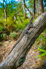 Eastern Water Dragon in the blue mountains, australia