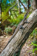 Eastern Water Dragon in the blue mountains, australia