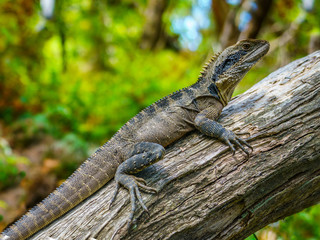 Eastern Water Dragon in the blue mountains, australia