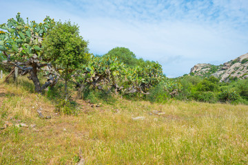 Fototapeta premium Scenic landscape of green hills and rocky mountains of the island of Sardinia in spring