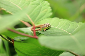 Takydromus tachydromoides