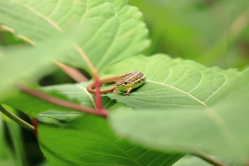 Takydromus tachydromoides