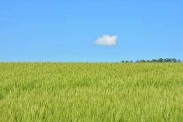 北海道の麦畑