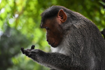 Monkey hand counting the number of days remaining for its birthday!