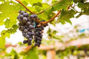 Bunch of grapes in the vineyard