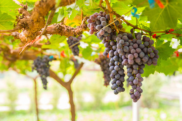 Bunch of grapes in the vineyard