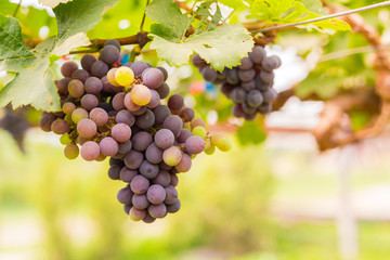 Bunch of grapes in the vineyard