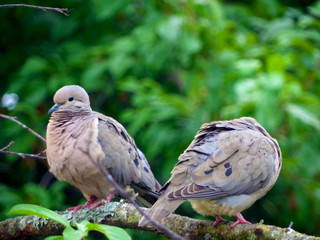 Aves 