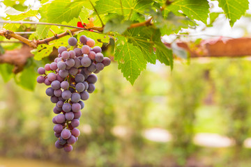 Fototapeta premium Bunch of grapes in the vineyard