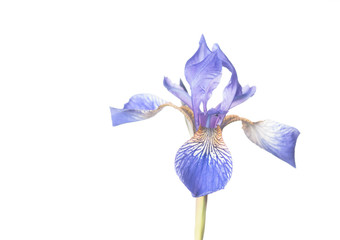 Iris Flower - Isolated on White